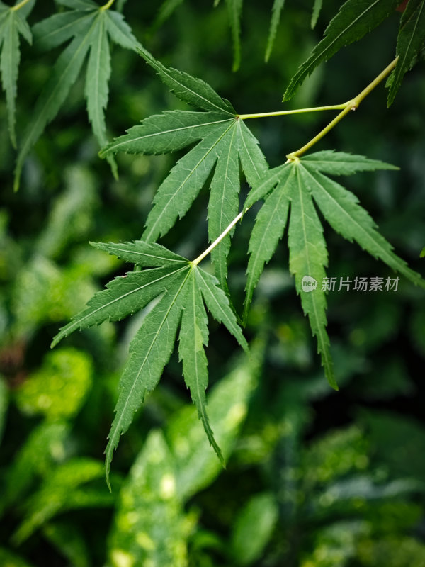 南京玄武湖植物