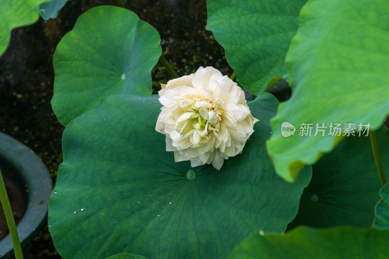 雨中的粉色荷花