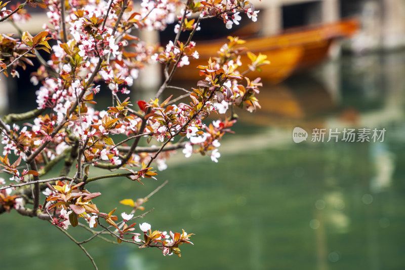 网师园，彩霞池边盛开的紫叶李与木船