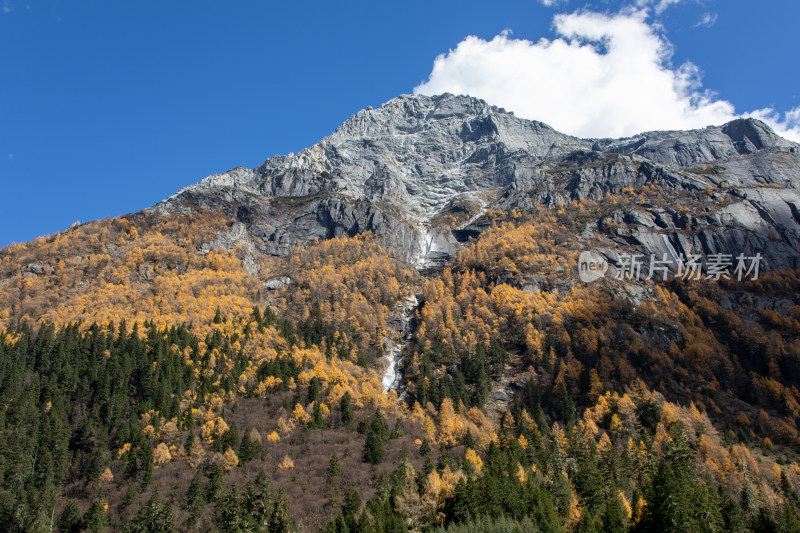 川西秋色，雪山与金色山林