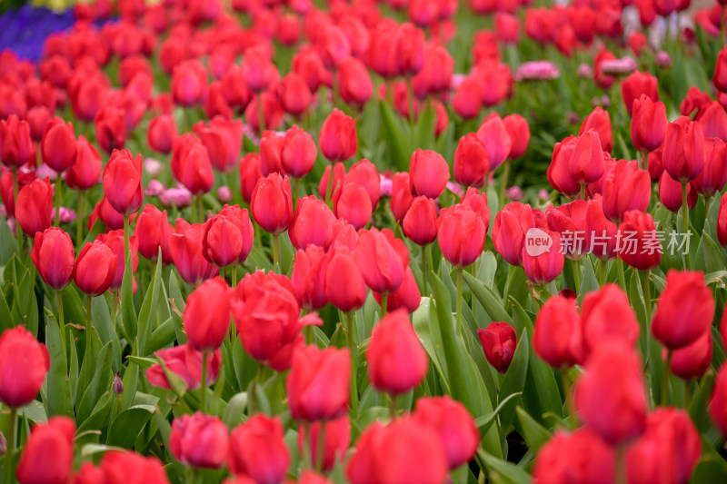 郁金香花海