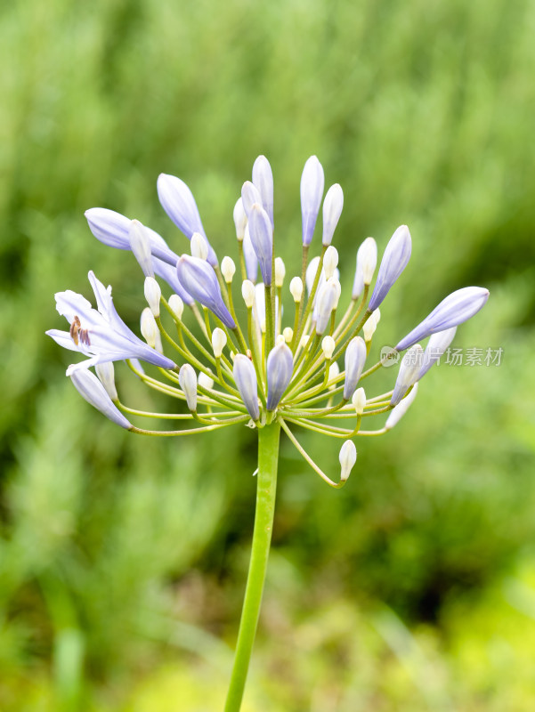 百子莲紫君子兰蓝花君子兰开花特写