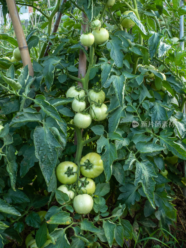 西红柿种植园