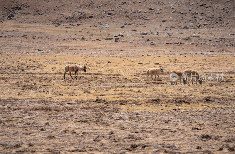 西藏阿里草原上的藏羚羊群