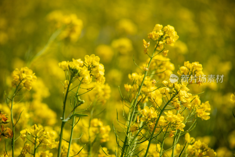 春天野外金灿灿的油菜花田金黄色花海