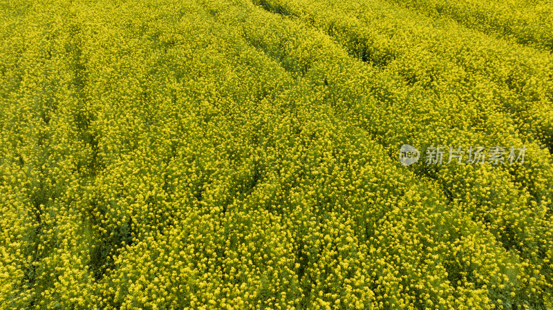 湖北武汉蔡甸消泗油菜花海航拍