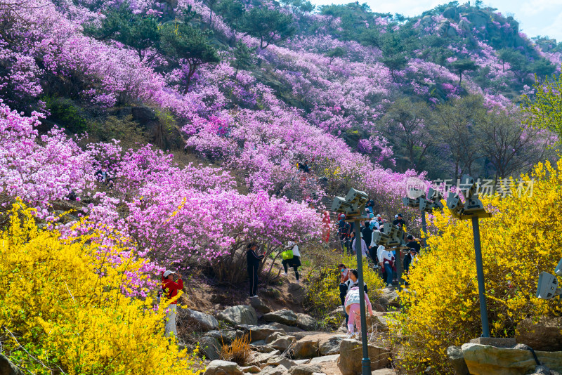 青岛大珠山杜鹃花风光