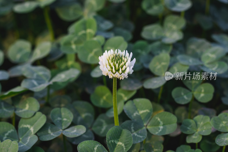 绿色植物的一株花