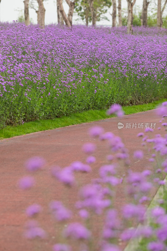 春天公园里的紫色马鞭草花海