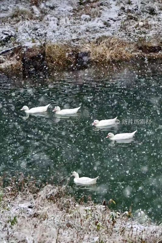 雪中鸭子