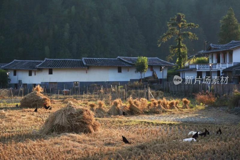 福建省泉州市德化县佛岭村乡村烟火气场景图