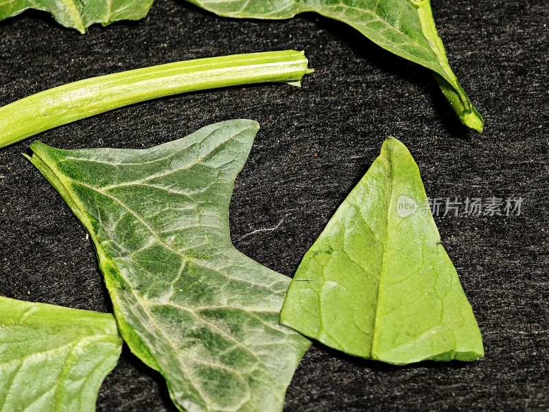 绿色植物叶片及茎特写