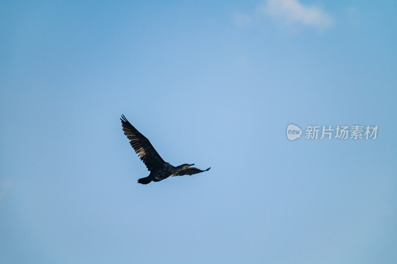 洛阳洛河边湿地里空中飞翔的鱼鹰（鸬鹚）