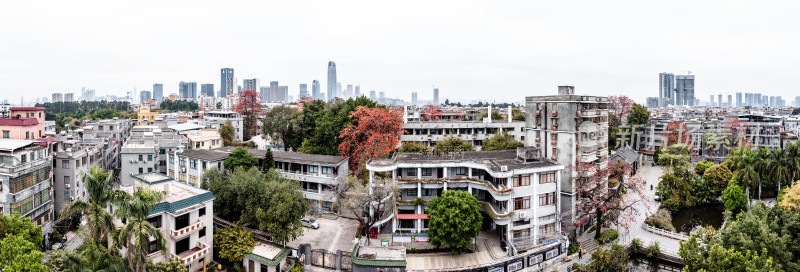 中国广东省广州市海珠区黄埔村木棉花