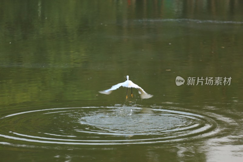 白鹭于水面展翅起飞