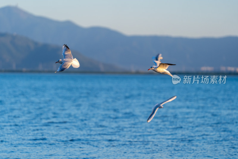 深圳湾海鸥在海面上方飞翔