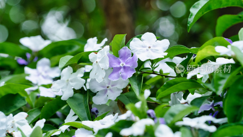 双色茉莉开花特写