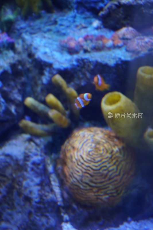 水族馆内小丑鱼与珊瑚景观