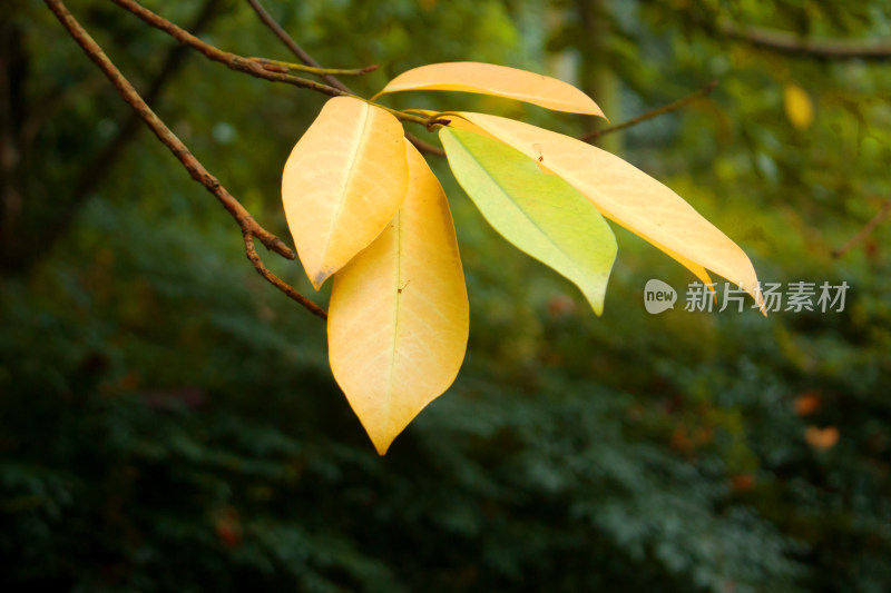 秋天背景植物树木树叶