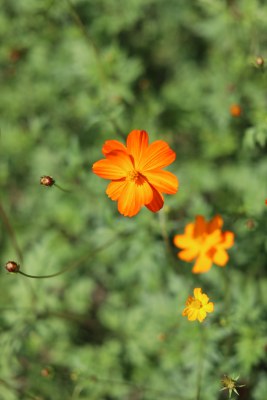 盛开的黄色硫华菊