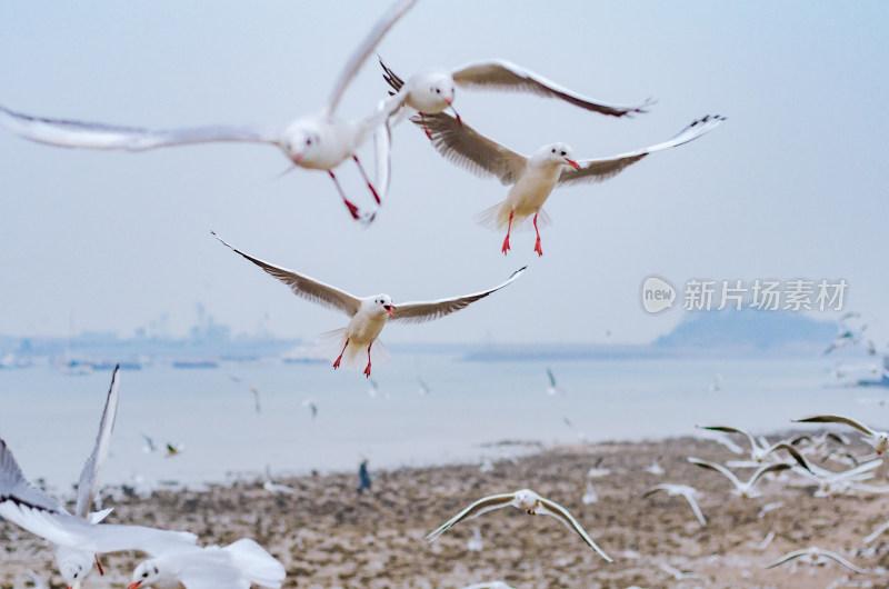 青岛栈桥，在海上纷飞的海鸥