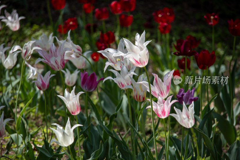 春日盛开的郁金香花田