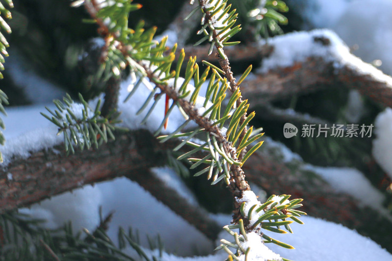 带雪的松树枝条特写