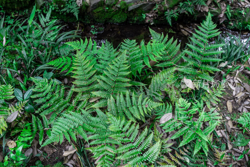 杭州公园植物