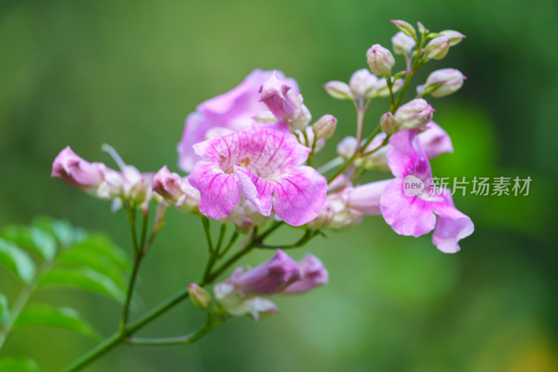 粉红色开花植物非洲凌霄