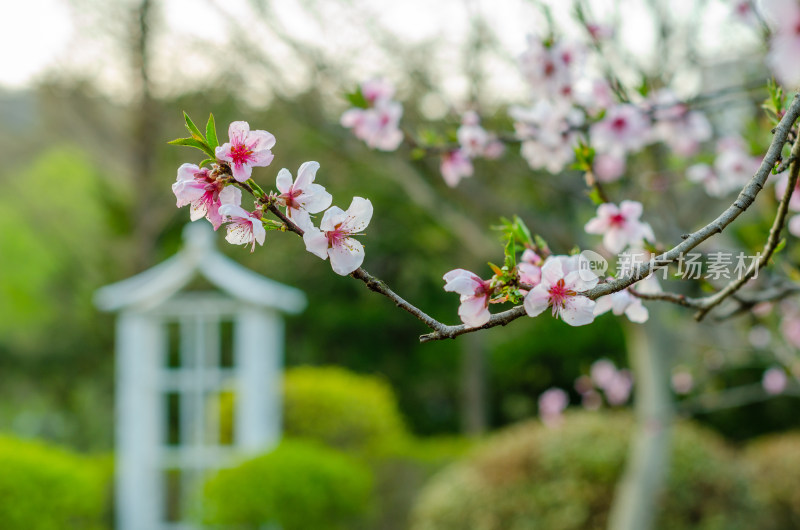 青岛中山公园的桃花盛开