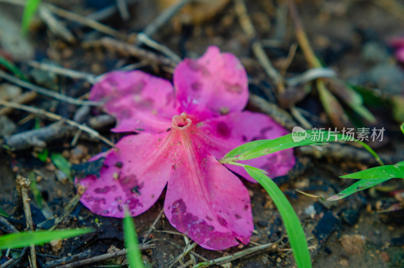 凋谢的的杜鹃花