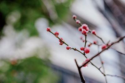 微距视角下的西溪湿地雨中盛开的梅花