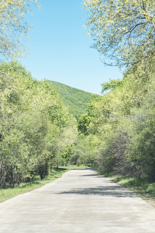 乡村沙石土路夏日林间