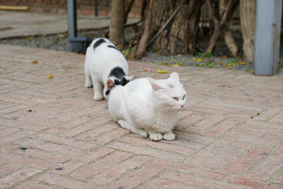 白猫趴在地上休息另一只猫在接近