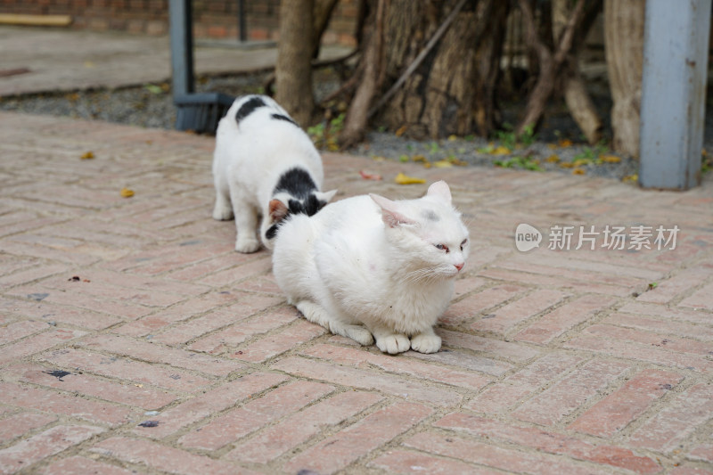 白猫趴在地上休息另一只猫在接近