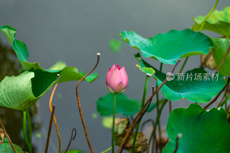 池塘里的荷花荷叶