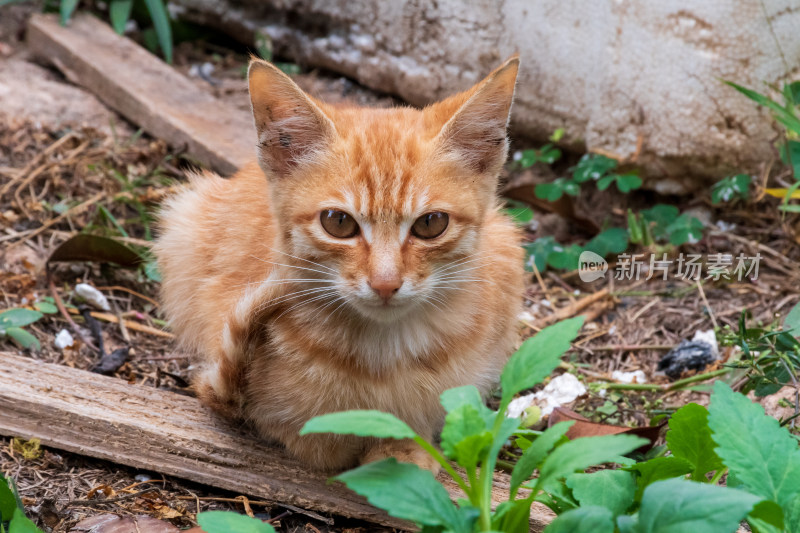 户外橘色小猫蹲坐