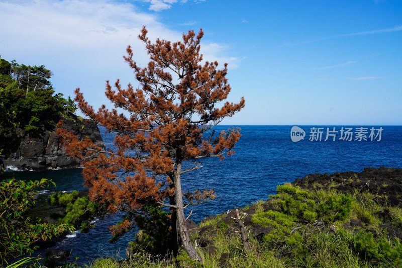 日本静冈县伊东市城崎海岸门胁吊桥一户建