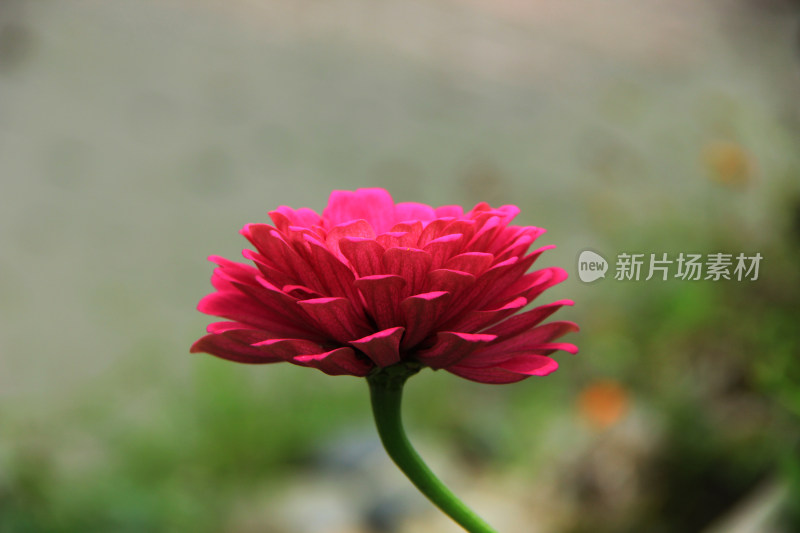 百日菊，天人菊，鲜花素材