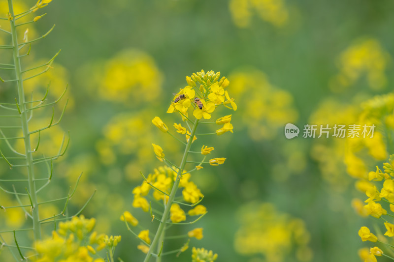 春天油菜花盛开