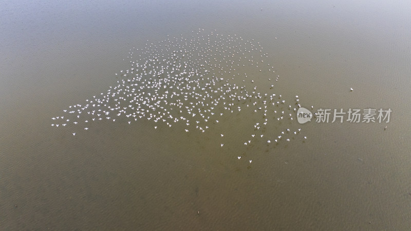 杭州大江东大湾区湿地公园候鸟栖息地