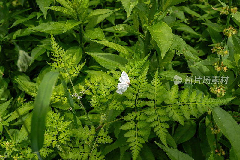 西藏日喀则吉隆沟世外桃源的静谧