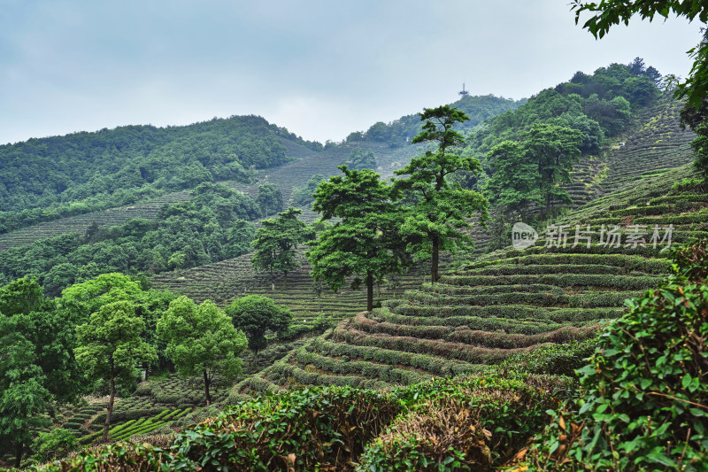 夏天的茶园