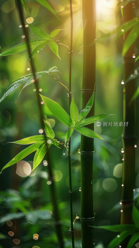 绿意竹林翠绿竹叶清新宁静自然背景