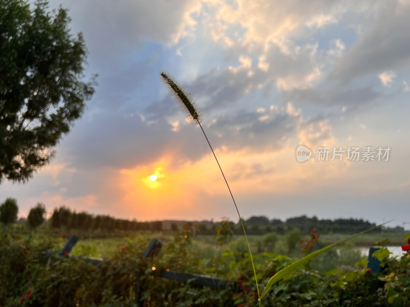 夕阳下的田野狗尾巴草风景