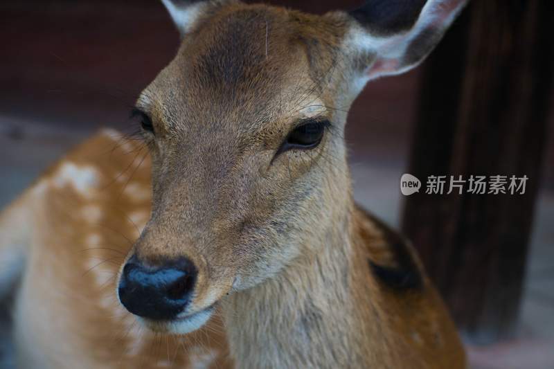 野生动物鹿