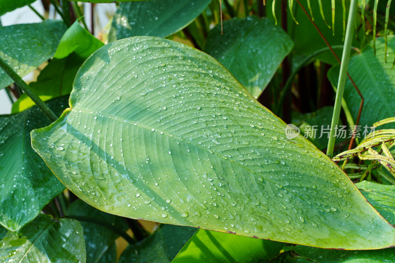 雨后绿叶上的晶莹水珠