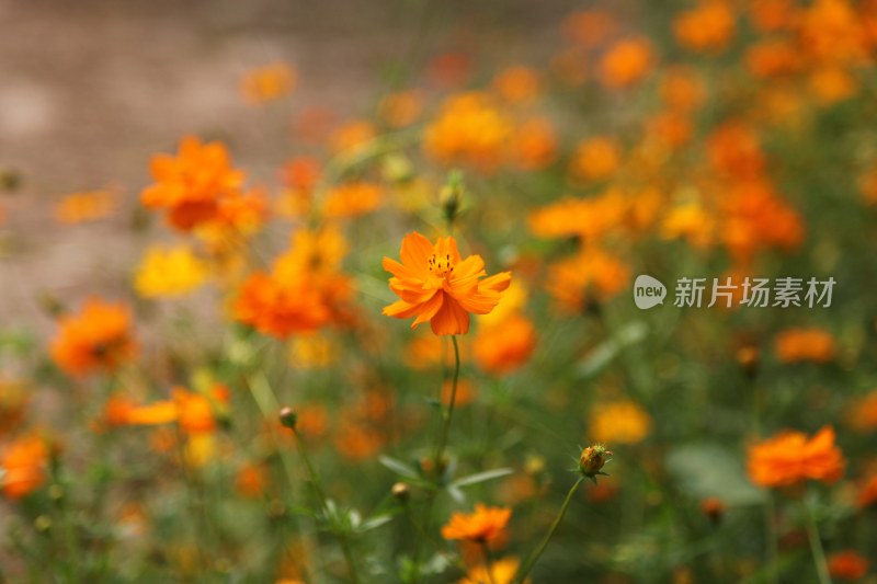 野菊花系列