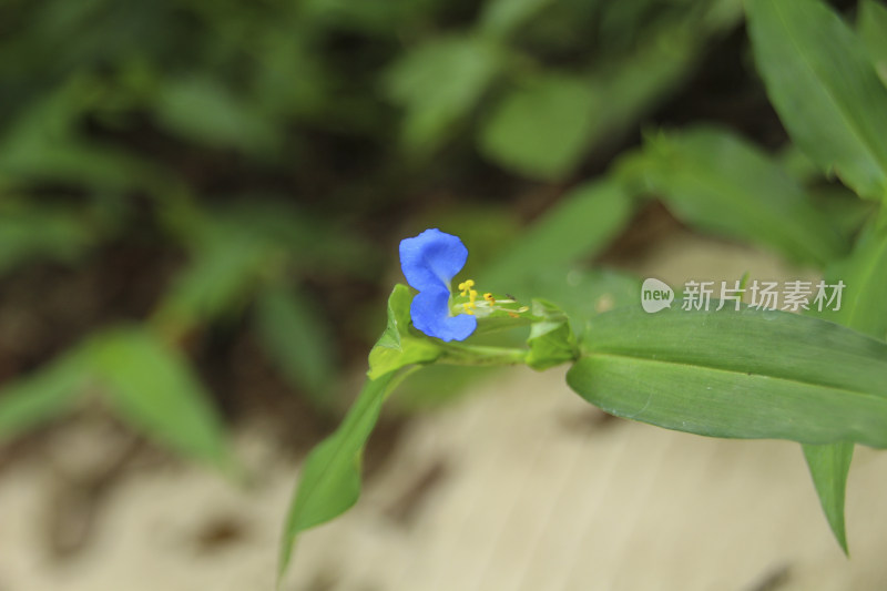 鸭跖草微距特写