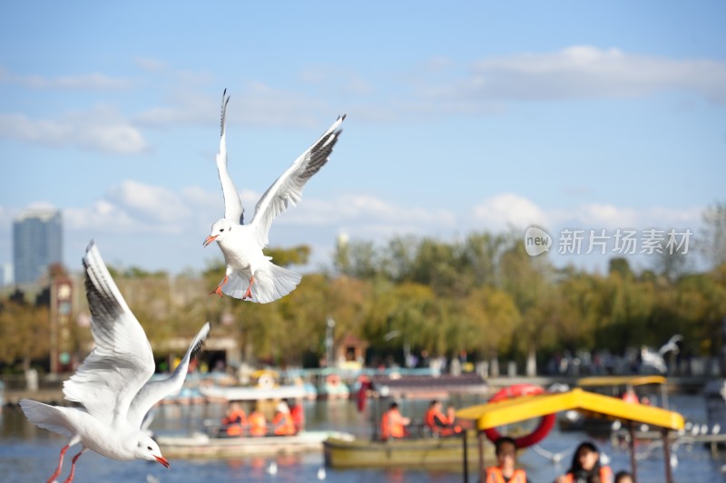 湖面上空飞翔的海鸥